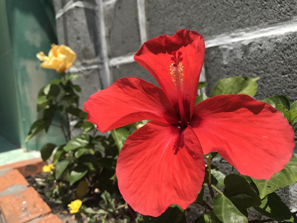 Anh Linh Guest House Mui Ne Dış mekan fotoğraf