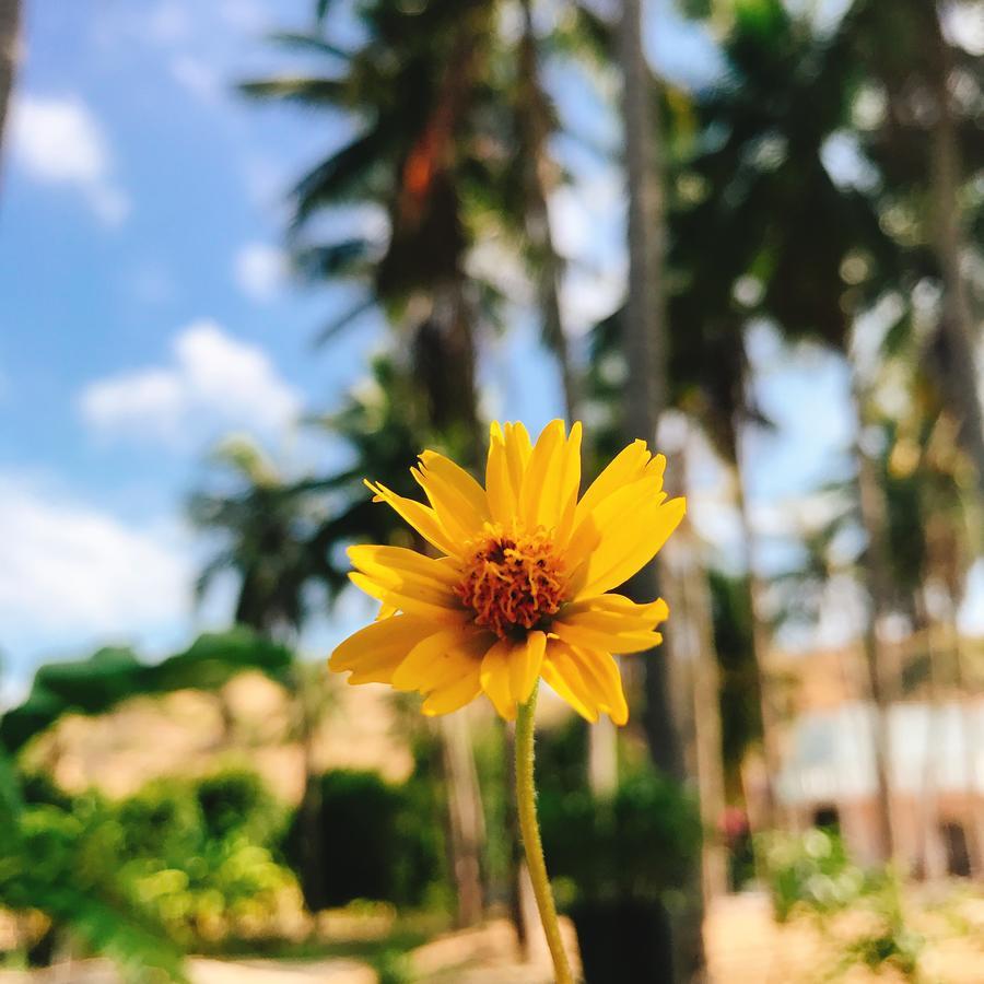 Anh Linh Guest House Mui Ne Dış mekan fotoğraf